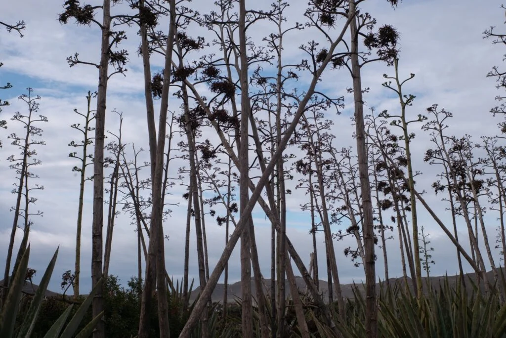 Bosque de Pitas